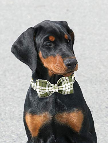 Lazo elegante de Aring Pet para fotos y salidas diarias.
