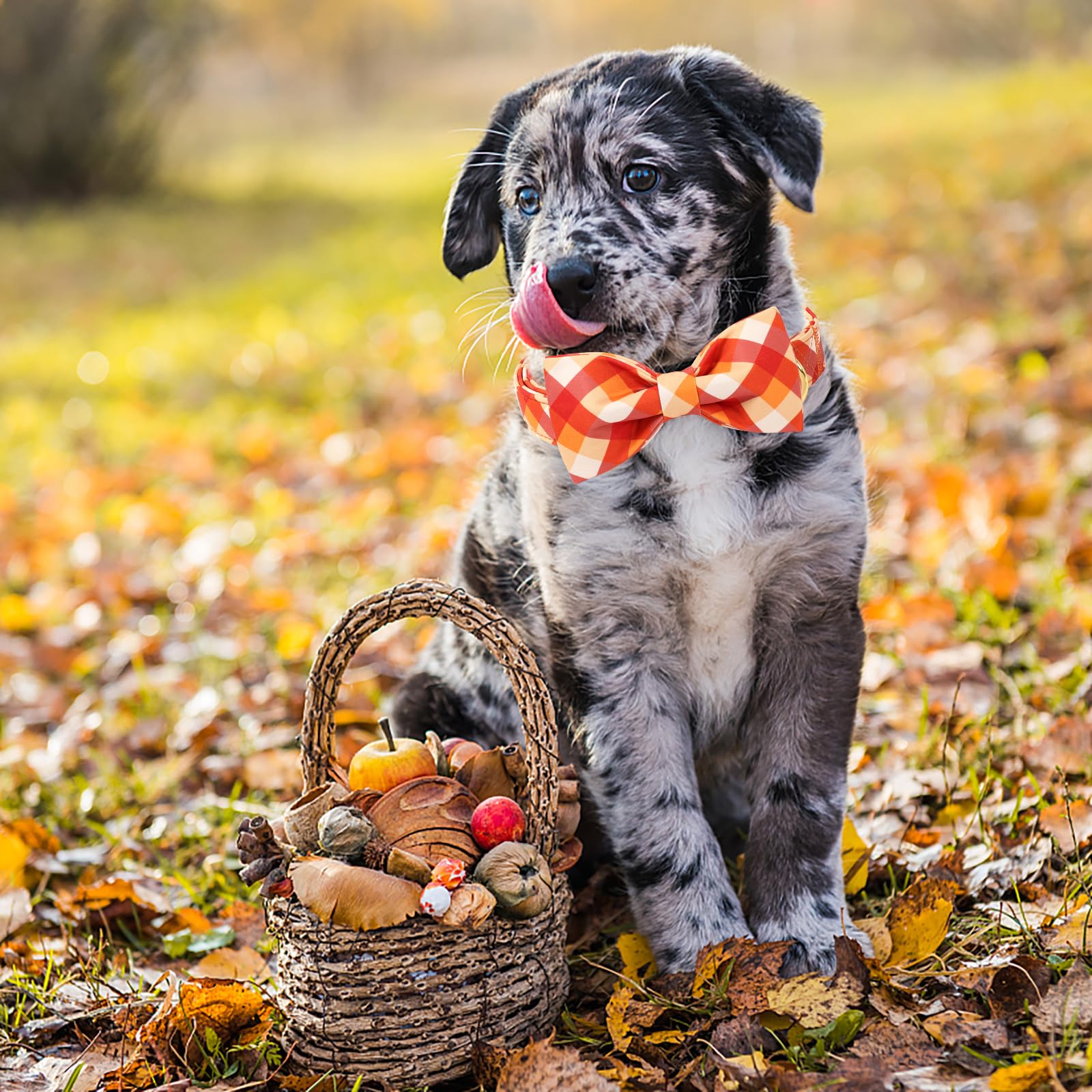 Aring pet collar para fiestas de otoño aporta estilo seguro.