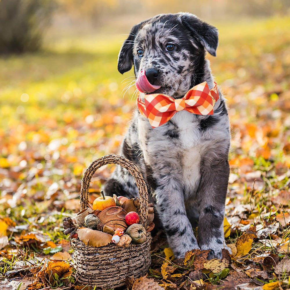 Aring pet collar para fiestas de otoño aporta estilo seguro.
