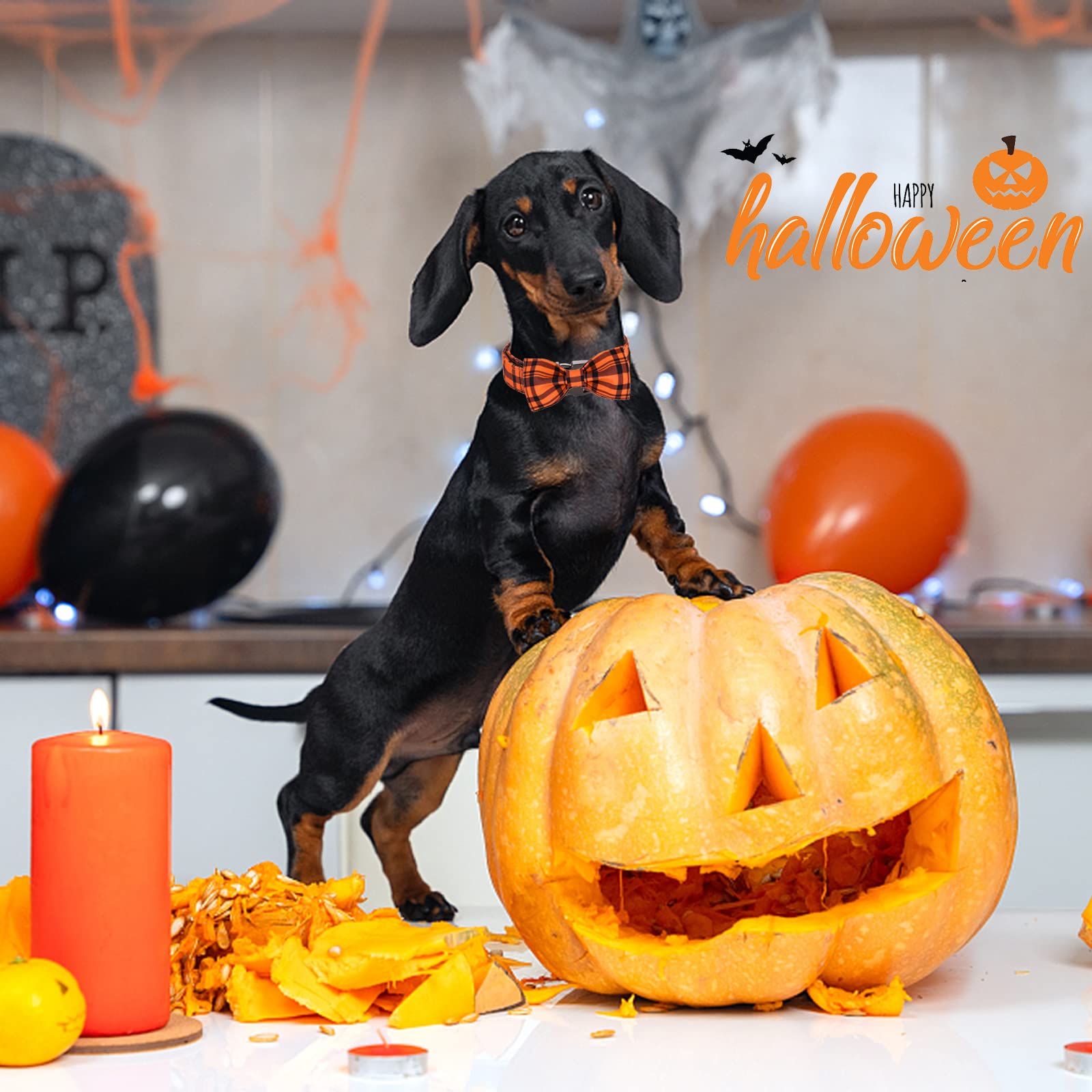 Detalle lazo calabaza en collar Aring Pet, estilo festivo