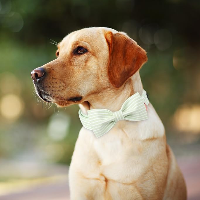 Uso diario y ocasiones especiales con el collar Aring pet lazo verde.