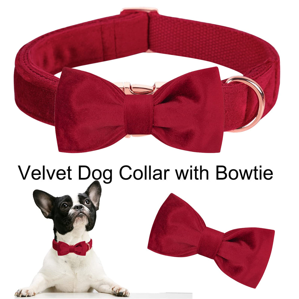 Collar Aring Pet presentado en elegante empaque de regalo.