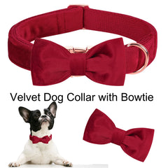 Collar Aring Pet presentado en elegante empaque de regalo.