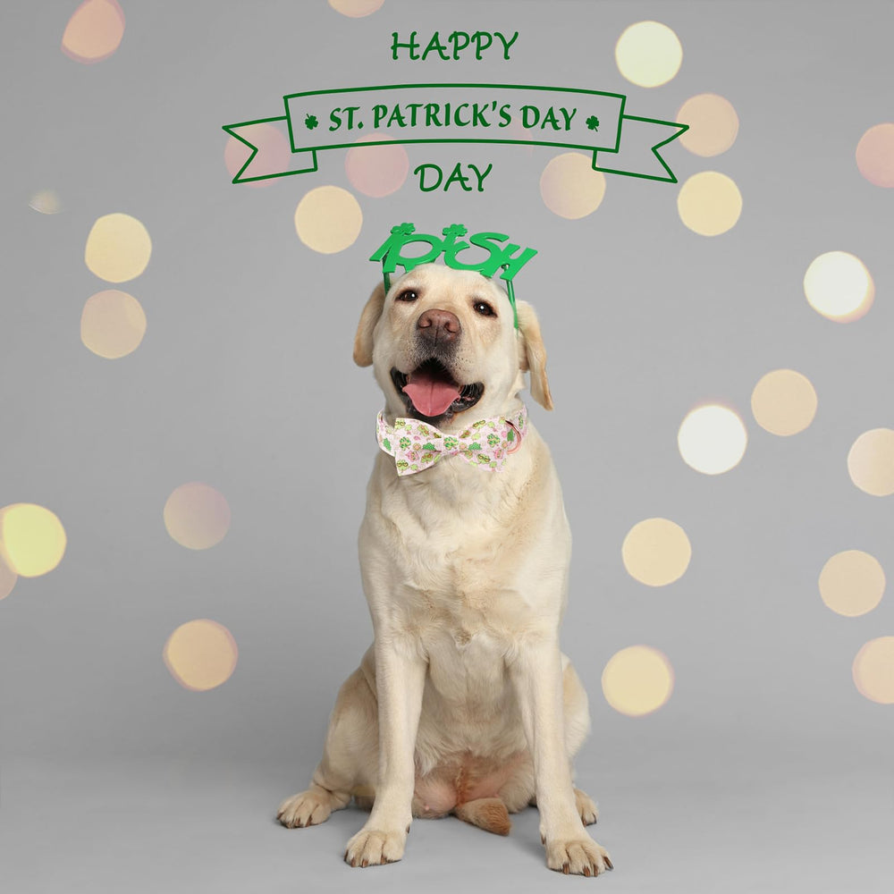 Uso diario y eventos con collar Aring Pet de lazo.