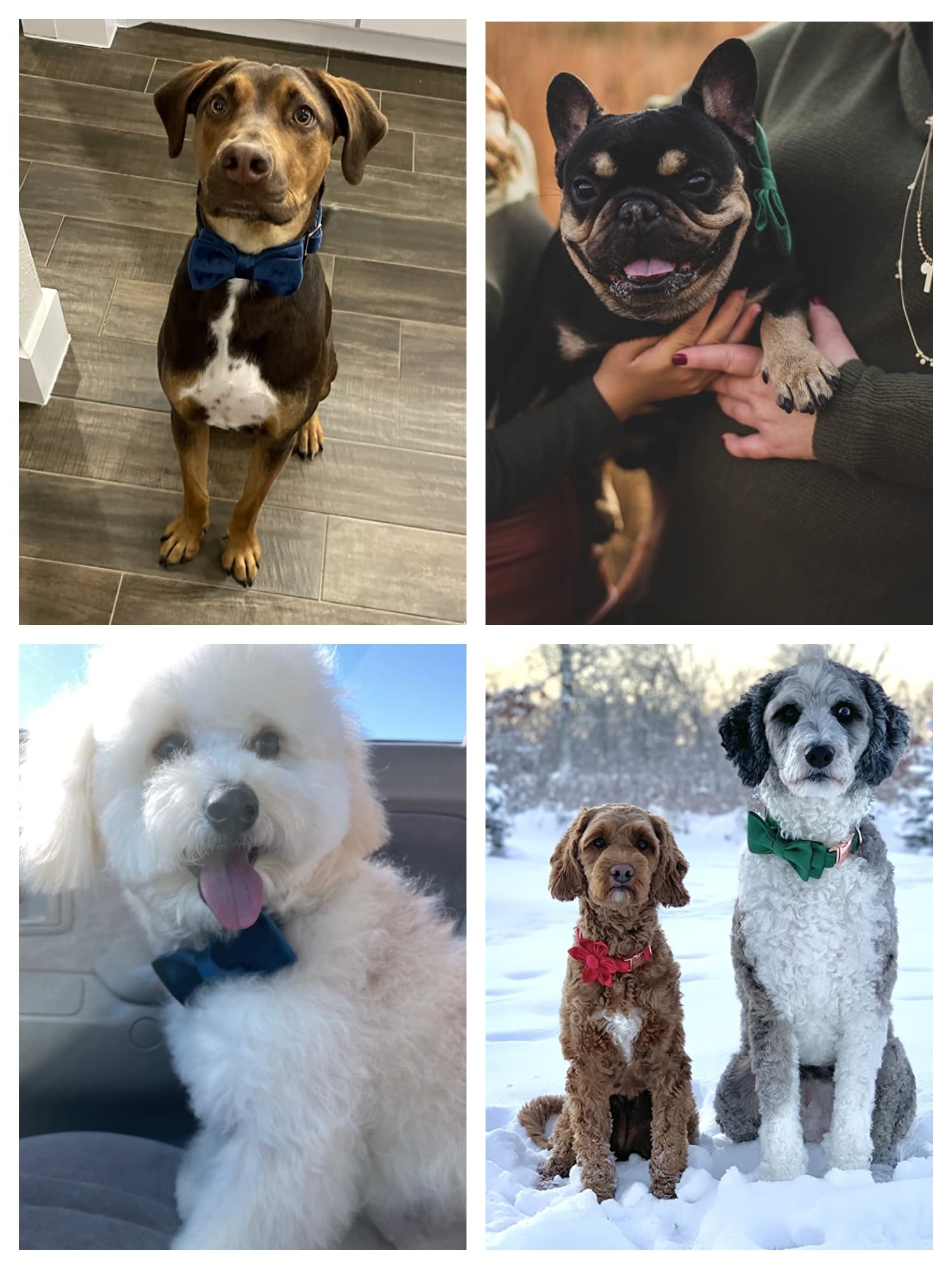 Cierre desmontable del collar Aring Pet Velvet, práctico para uso diario.