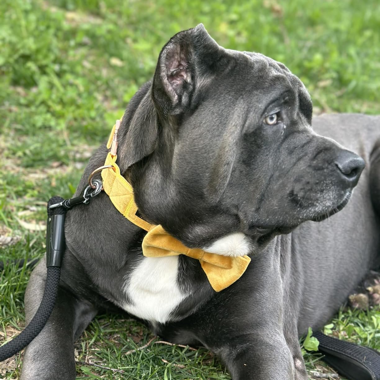 Aring pet collar de terciopelo lazo desmontable para estilos versátiles