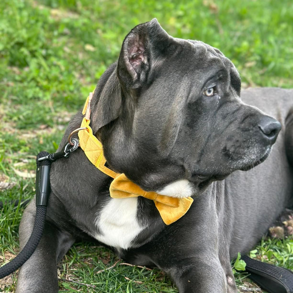 Aring pet collar de terciopelo lazo desmontable para estilos versátiles
