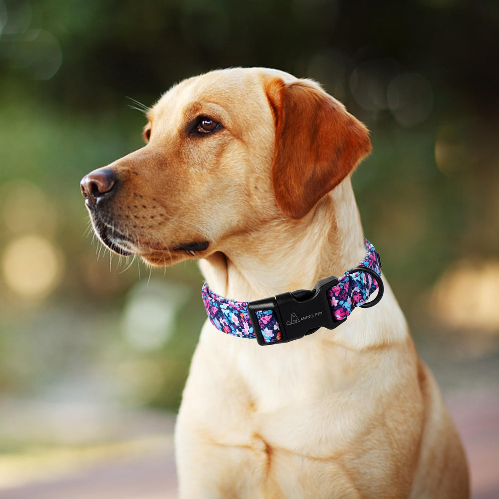 Collar ARING PET para sesiones de fotos y eventos.