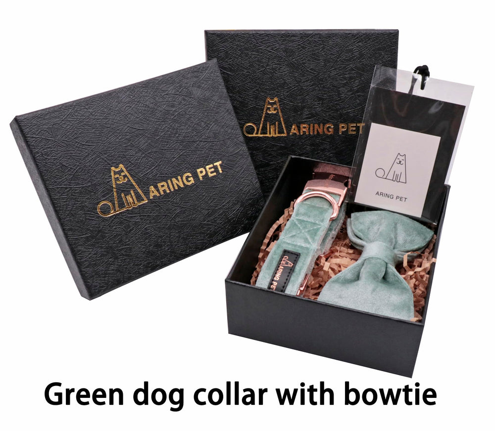 Uso diario y sesiones de fotos con el collar Aring Pet verde.