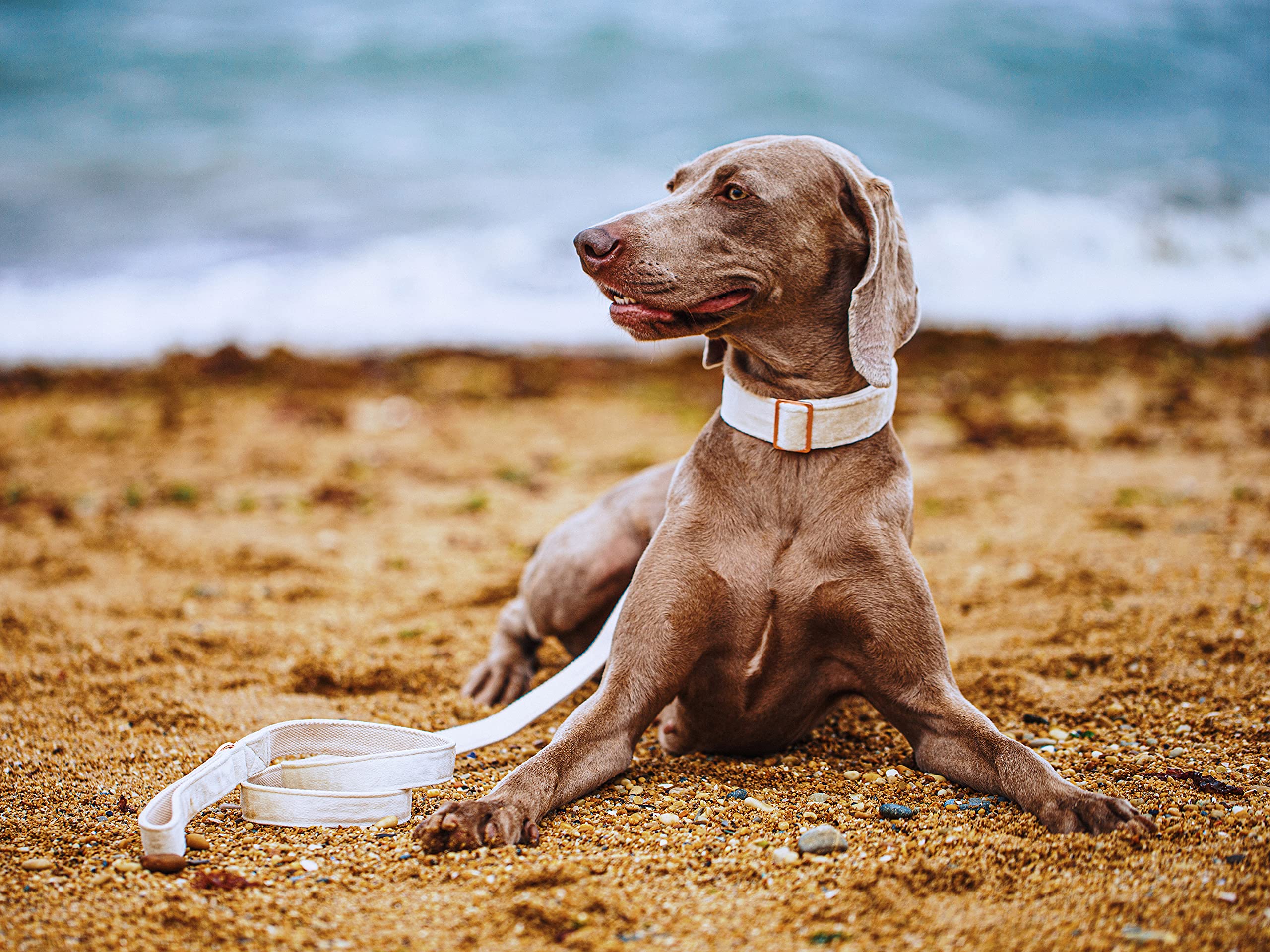 Guía de medidas para ajuste perfecto del collar Aring pet.