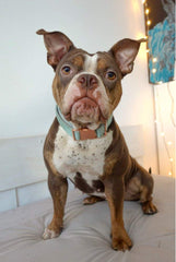 Guía de talla para ajustar adecuadamente el collar Aring pet