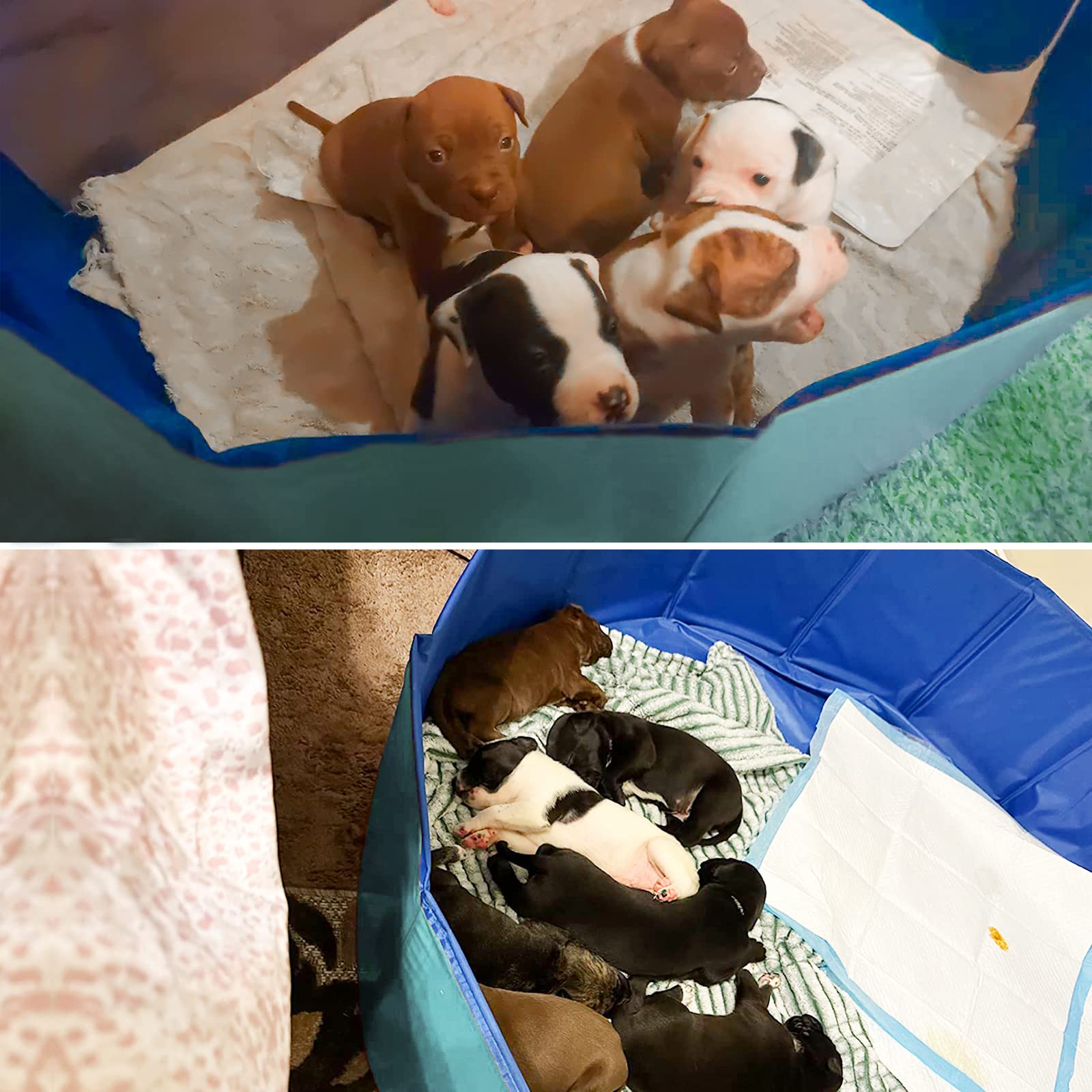 Artilife Whelping Box usos múltiples: cama de parto, piscina y baño.