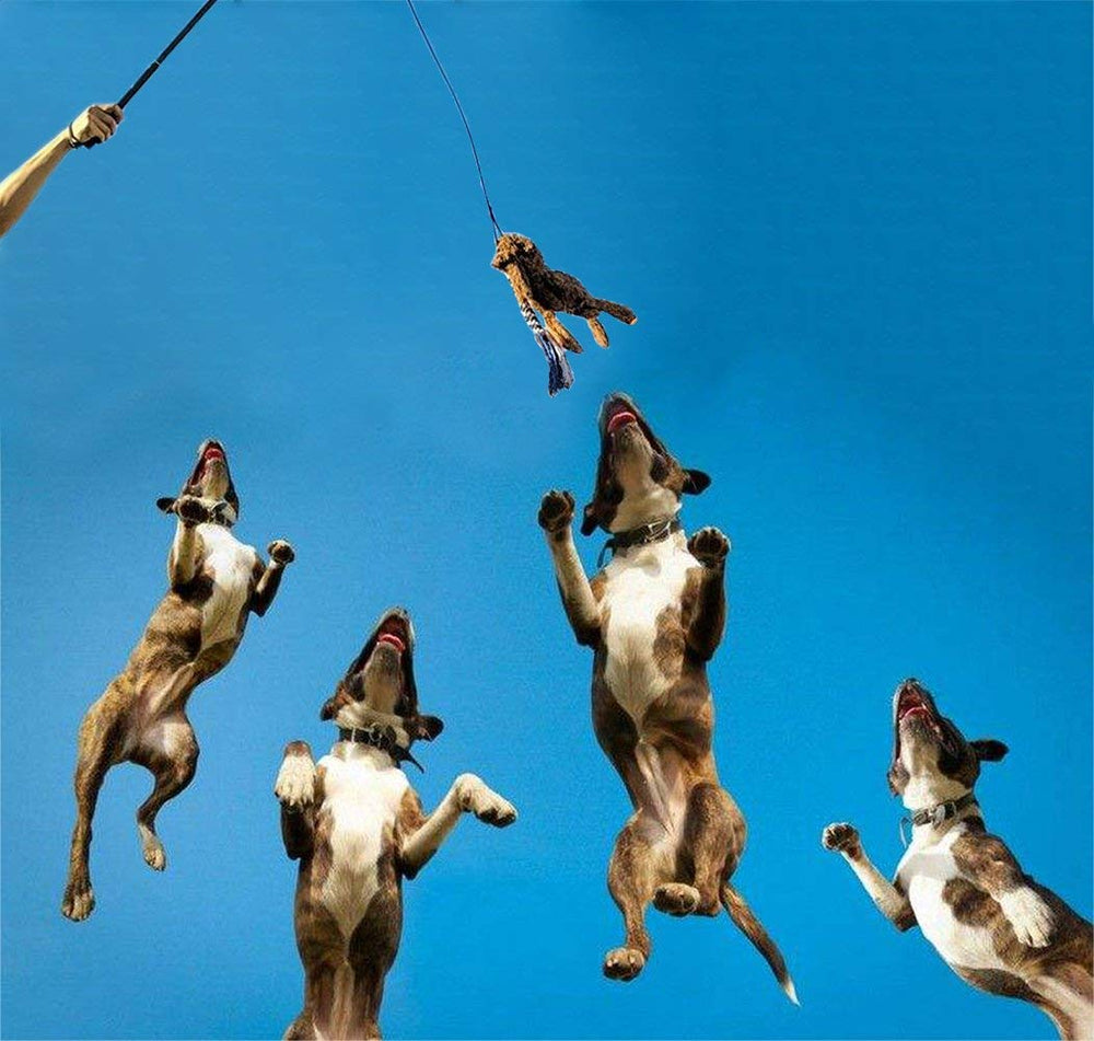 Ejercicio y juego al aire libre con ASOCEA para perros