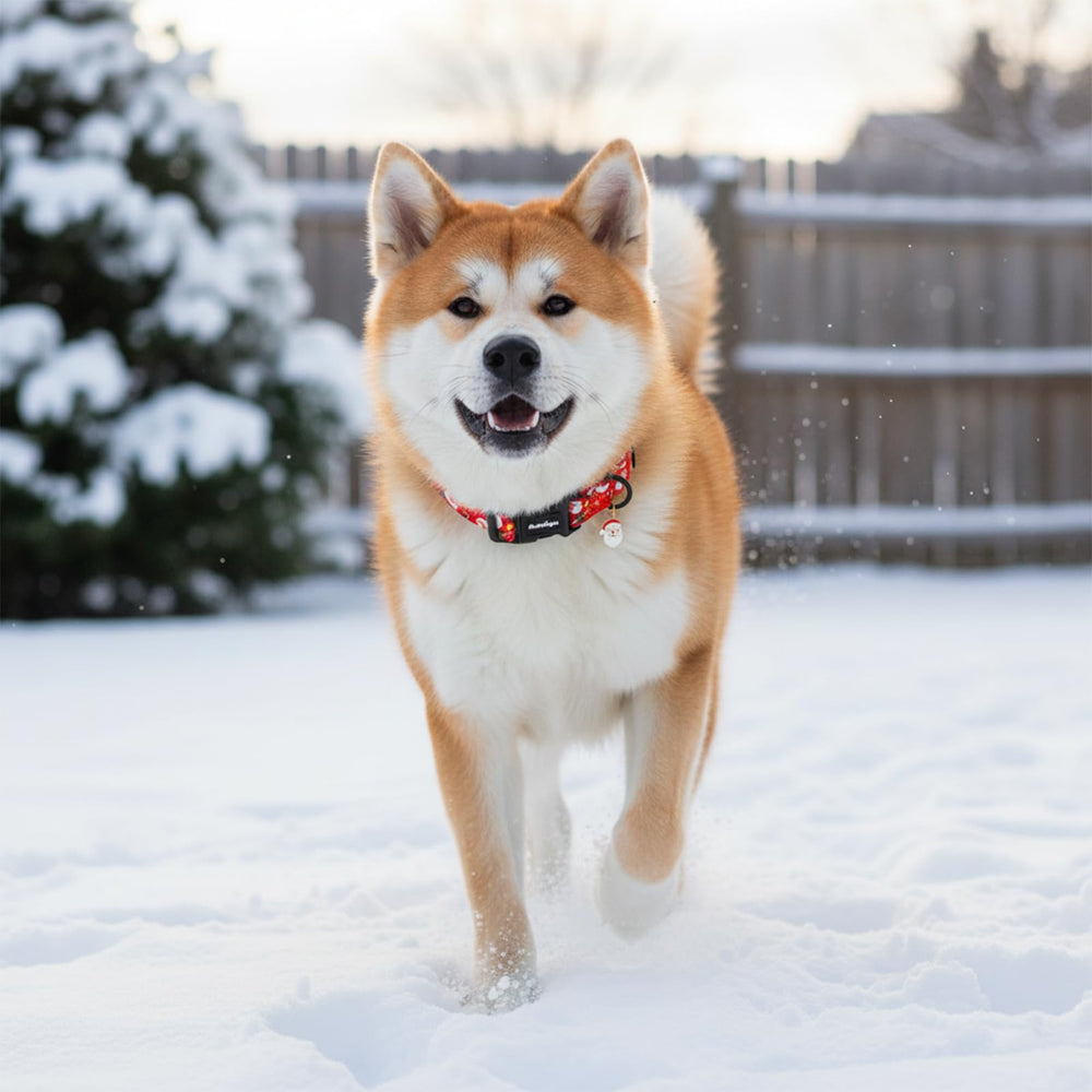 Astdogio collar navideño durante un paseo en nieve, estilo y seguridad.