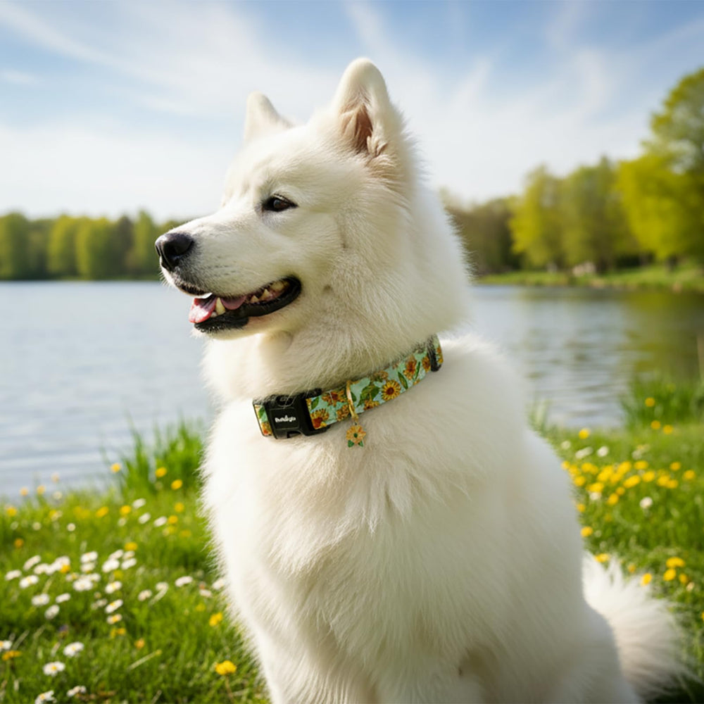 Collar Astdogio primavera-verano para colección de temporada.