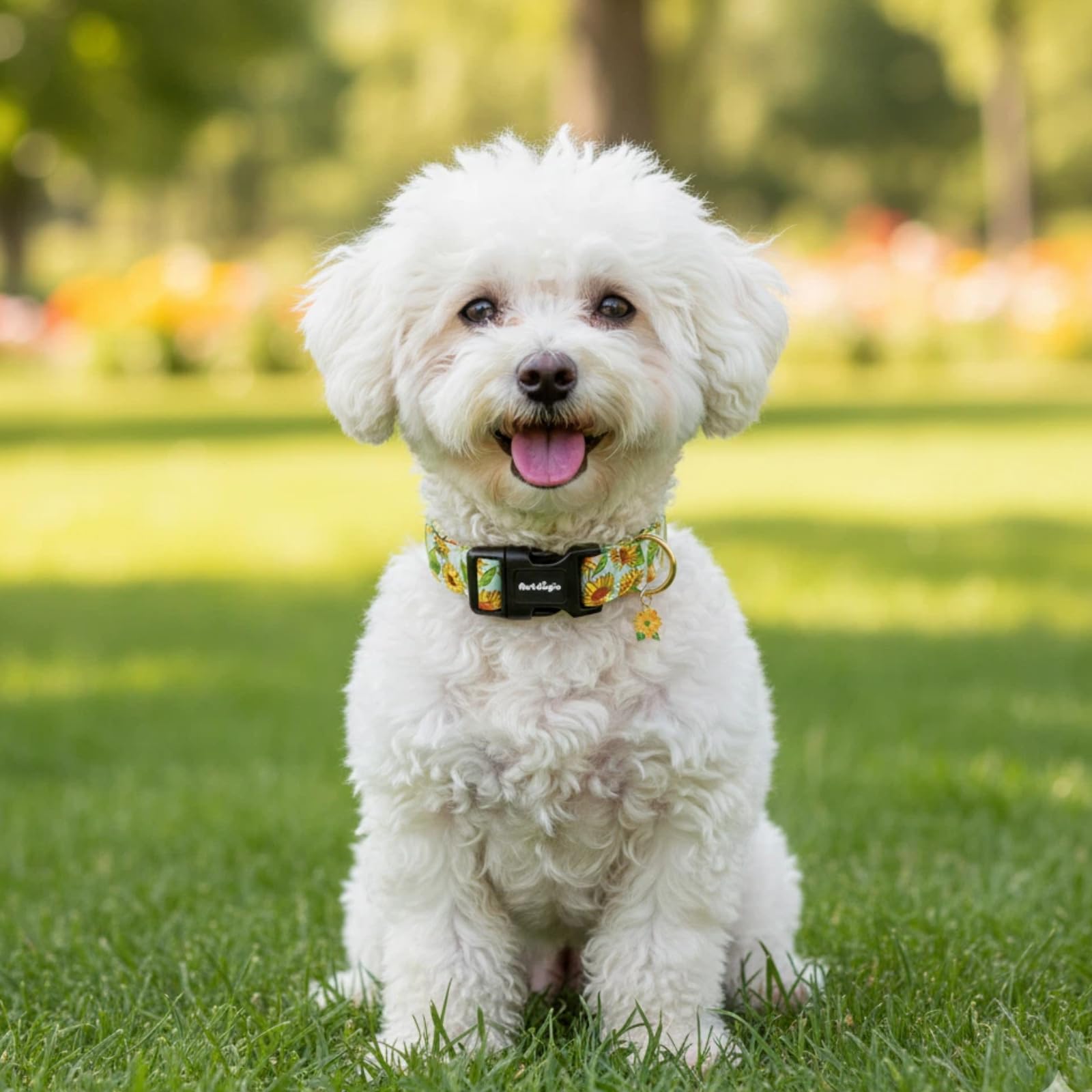 Collar Astdogio, regalo perfecto para amantes de las mascotas.