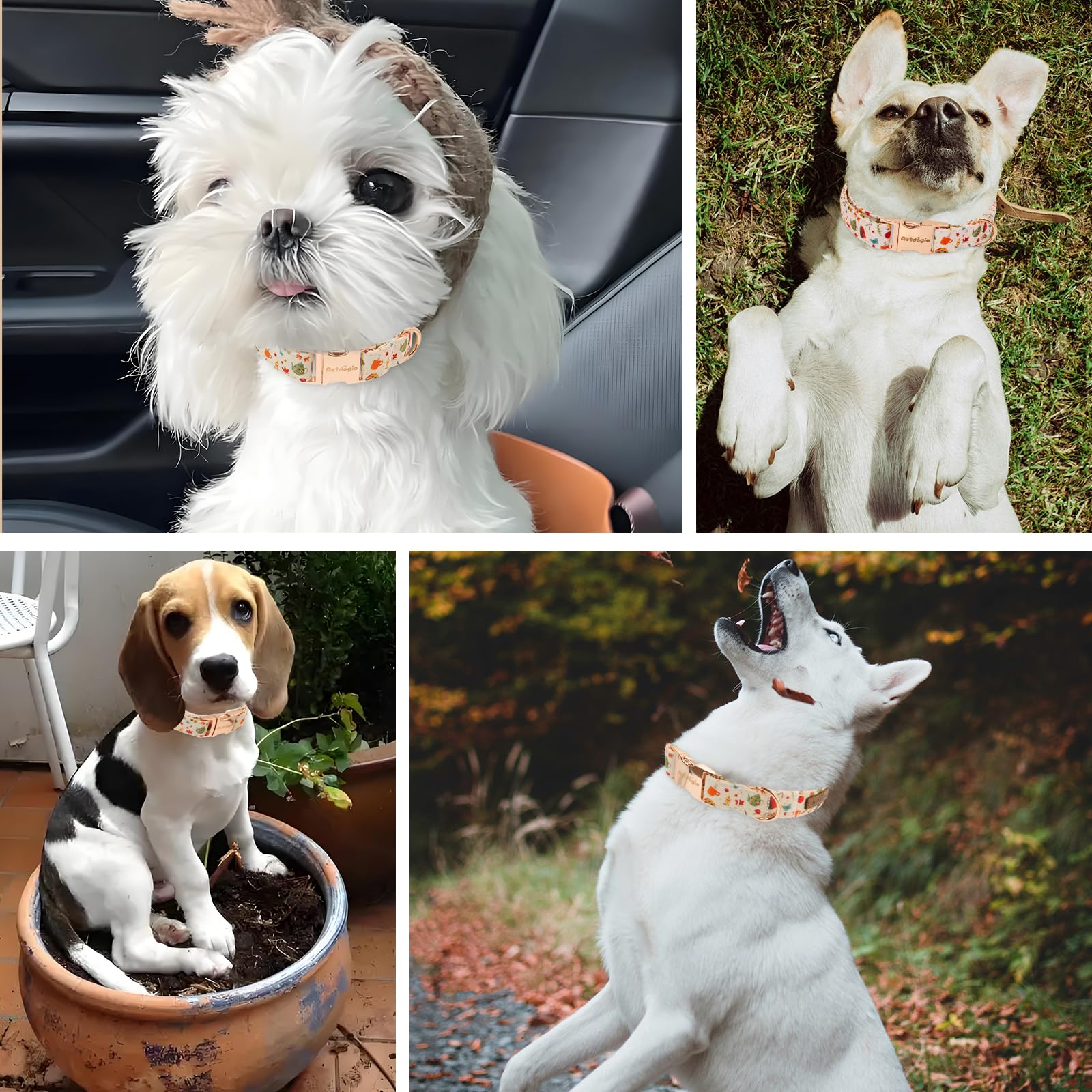 Astdogio collar perro setas: combinación suave y durabilidad para juegos