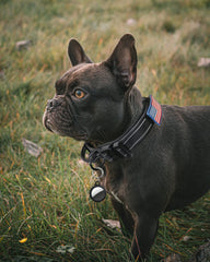 AUBELL collar táctico, hebilla de metal y liberación rápida para ajuste seguro