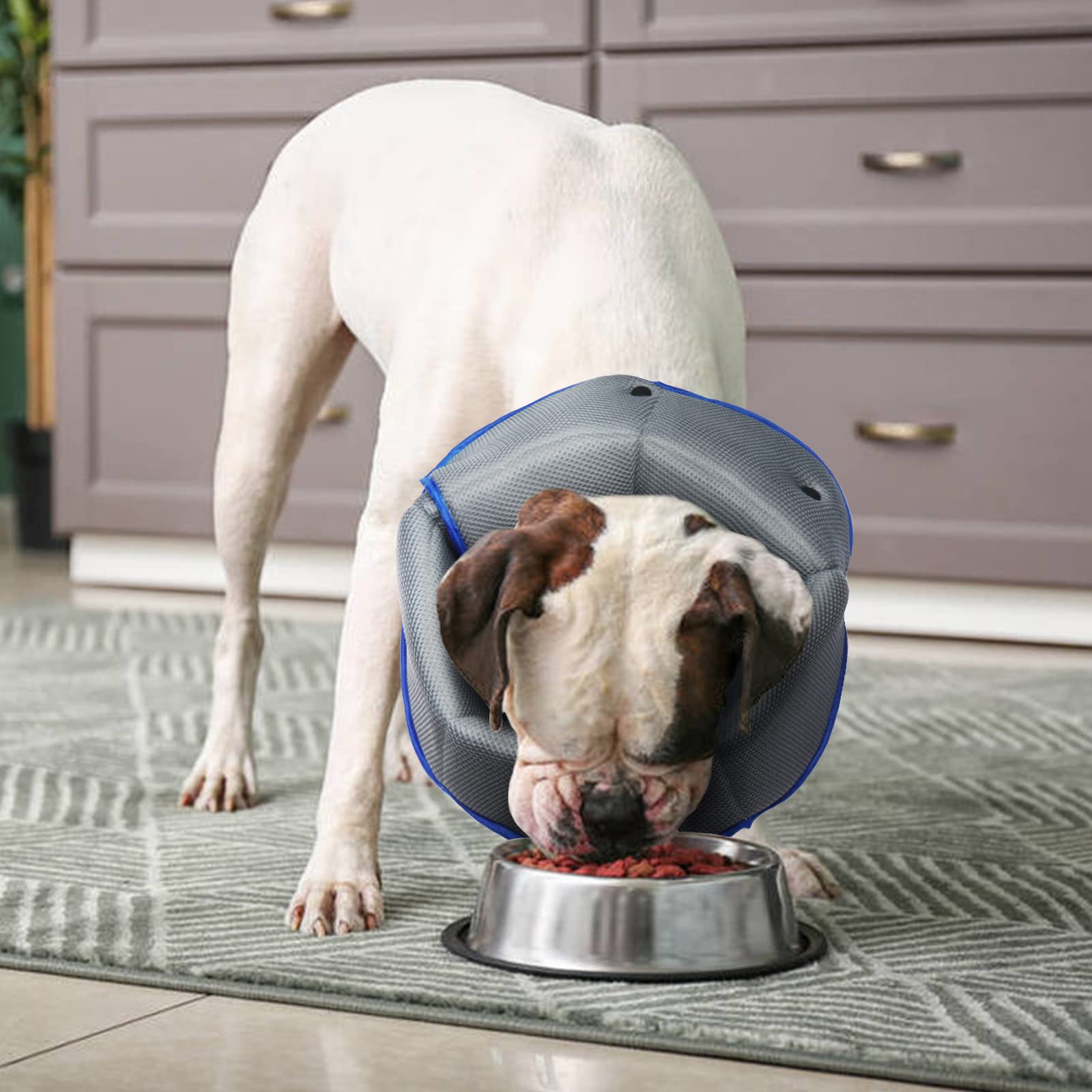 AuraPaw cono fácil de limpiar y plegable para viajar.