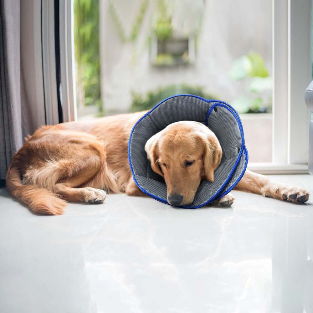 AuraPaw cono versátil para uso en casa, tienda o clínica veterinaria.
