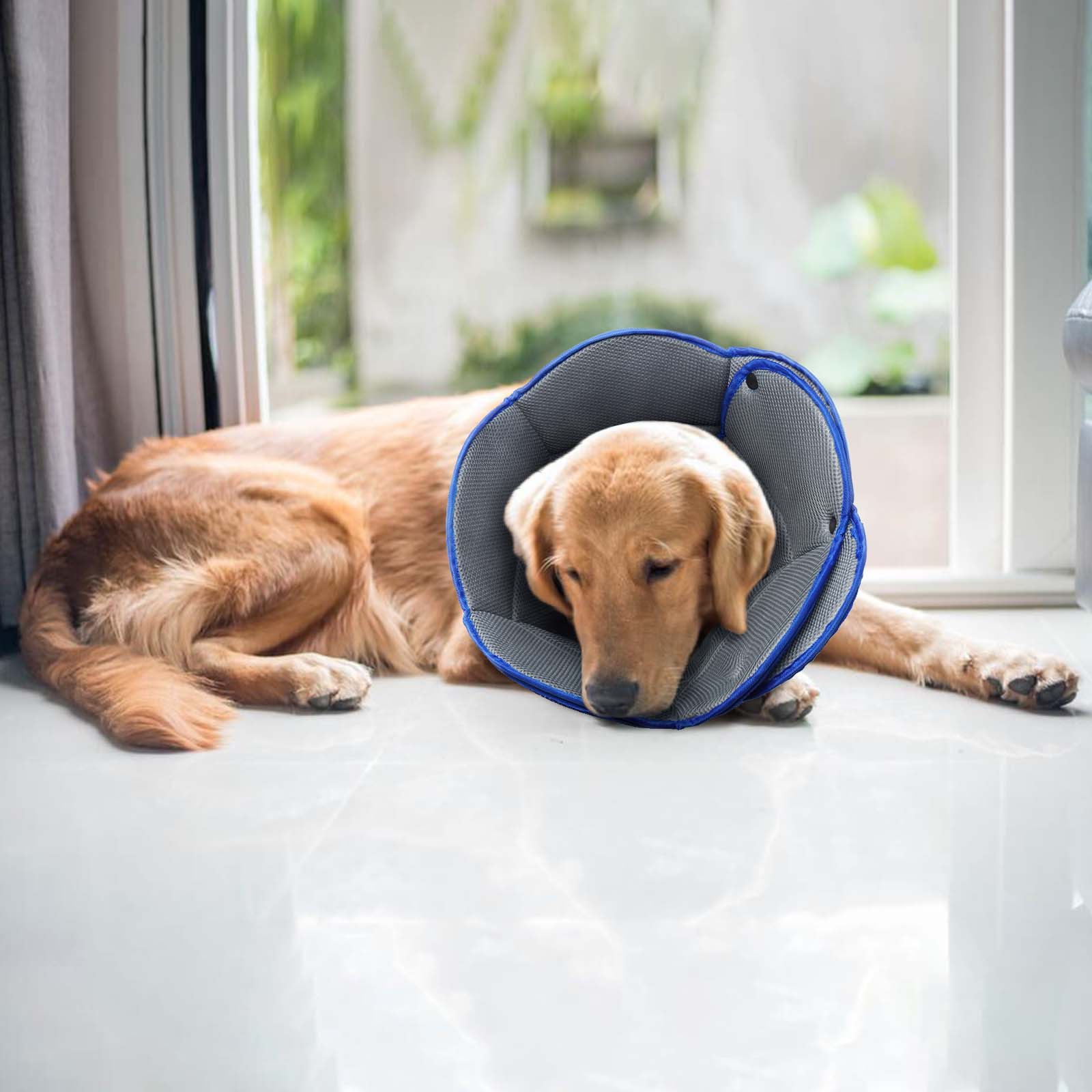AuraPaw collar permite comer y beber sin quitarse, manteniendo visión.