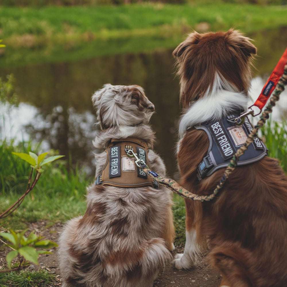 AUROTH arnés en cuatro tallas para perros pequeños y medianos