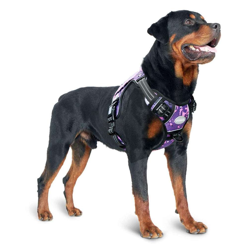 AUROTH guía de tallas para perros pequeños, medianos y grandes.