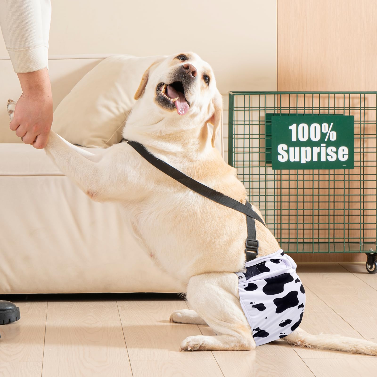 Pañal Avont con tallas ajustables para perros de diferentes tamaños.