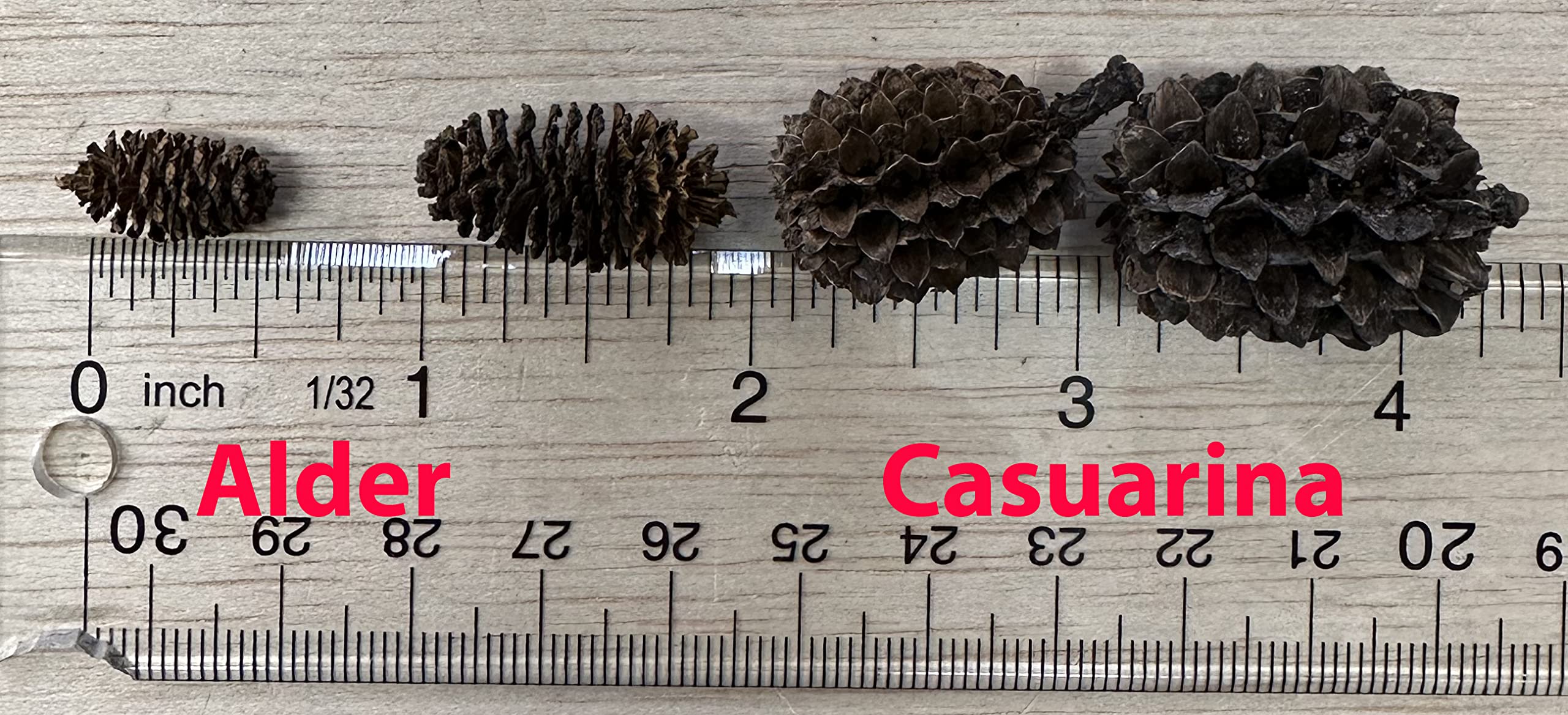 Awesome Aquatic Conos Casuarina con taninos y biofilm para alimento microbiano