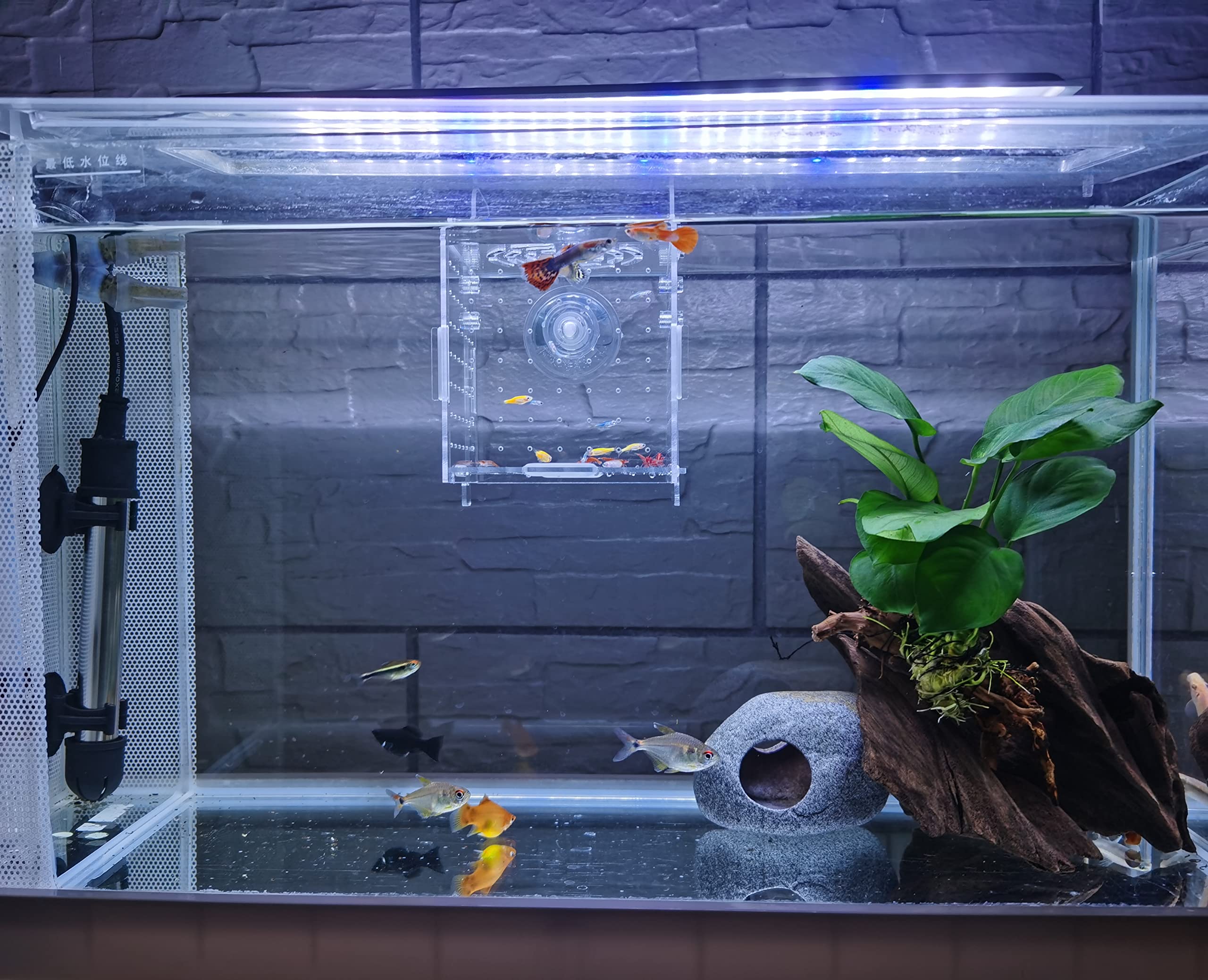 AWXZOM caja de cría acrílica, vista lateral, fijación con ventosas para acuario