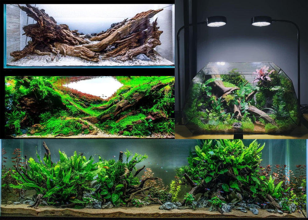 Azil driftwood escena natural para terrarios y mini jardines.