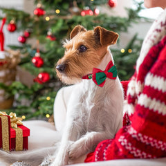 Collar azuza ajustable para perros pequeños, comodidad diaria y ajuste seguro
