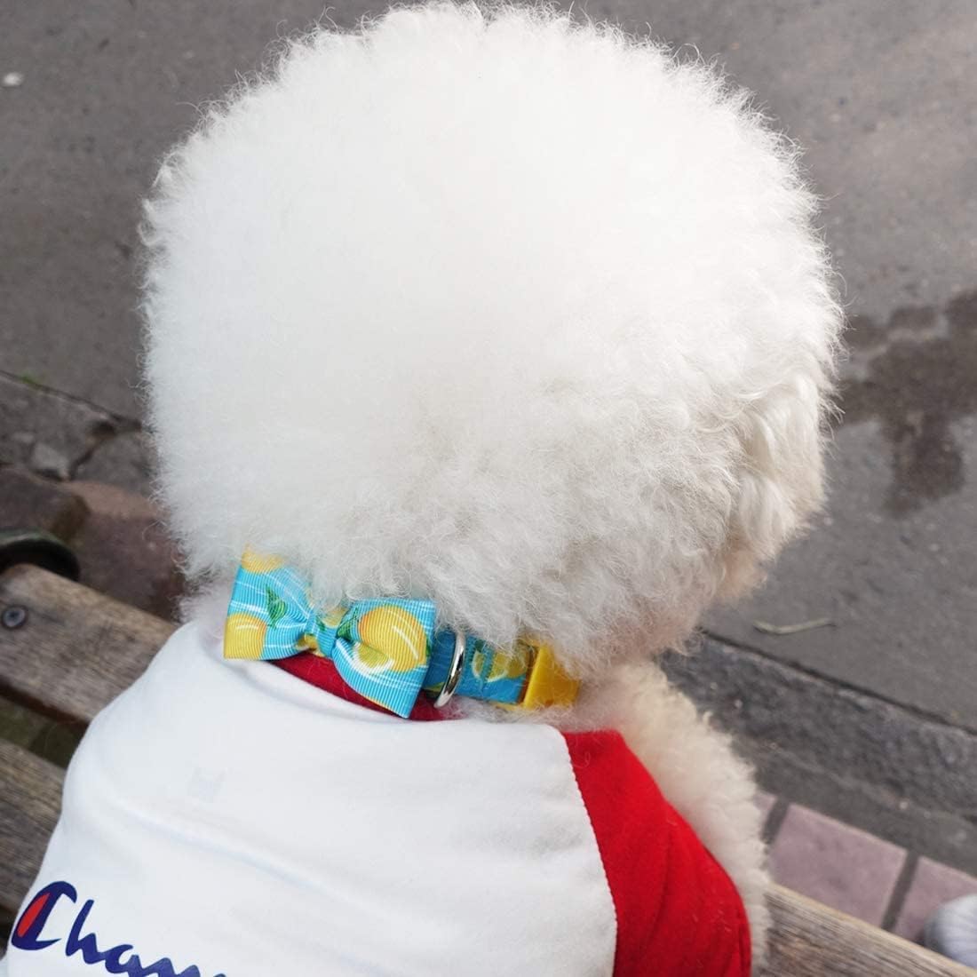 Collar azuza con patrón limón, diseño llamativo para que tu mascota destaque.