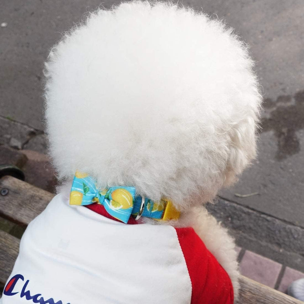Collar azuza con patrón limón, diseño llamativo para que tu mascota destaque.