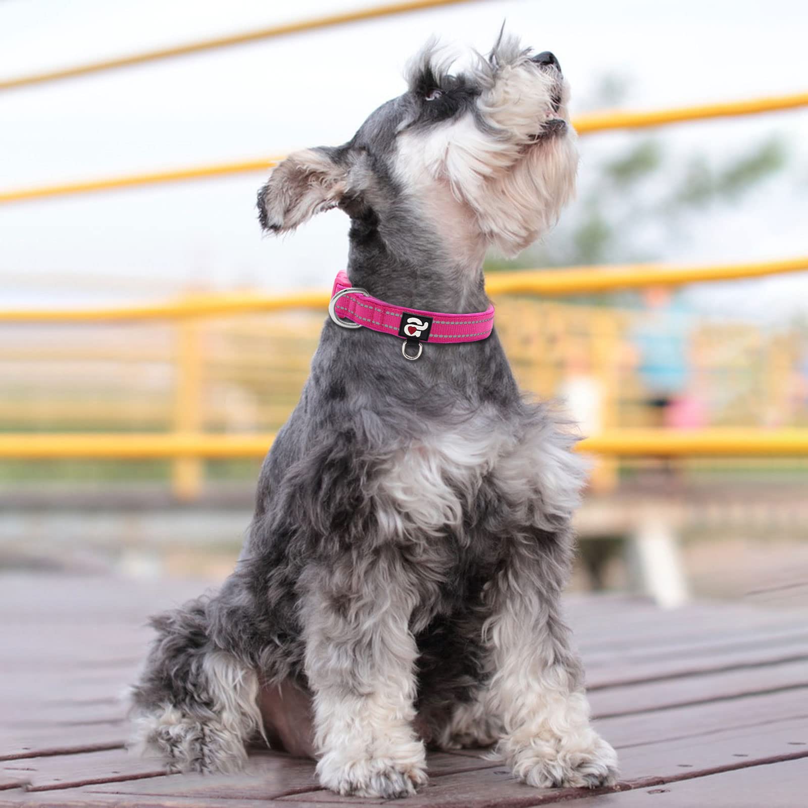 Tallas XS a L permiten ajuste cómodo para perros pequeños.