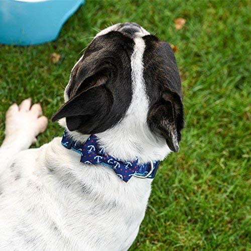 Collar azuza suave y cómodo para perritos activos.