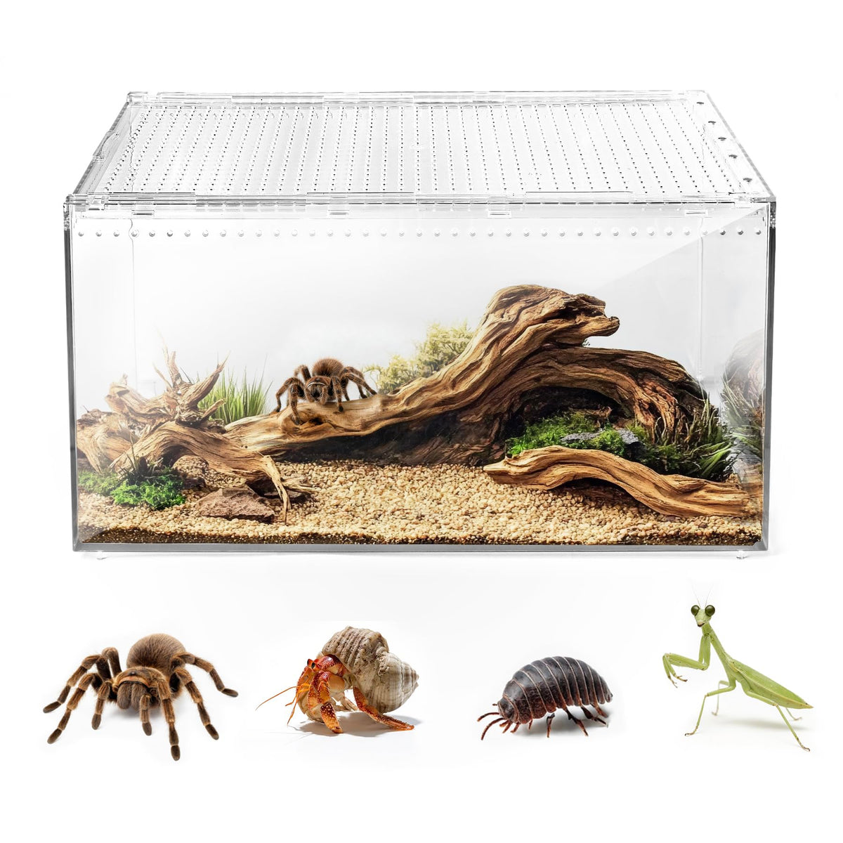 AZV terrario con tapa magnética que evita escapes, ideal para tarántulas y geckos.