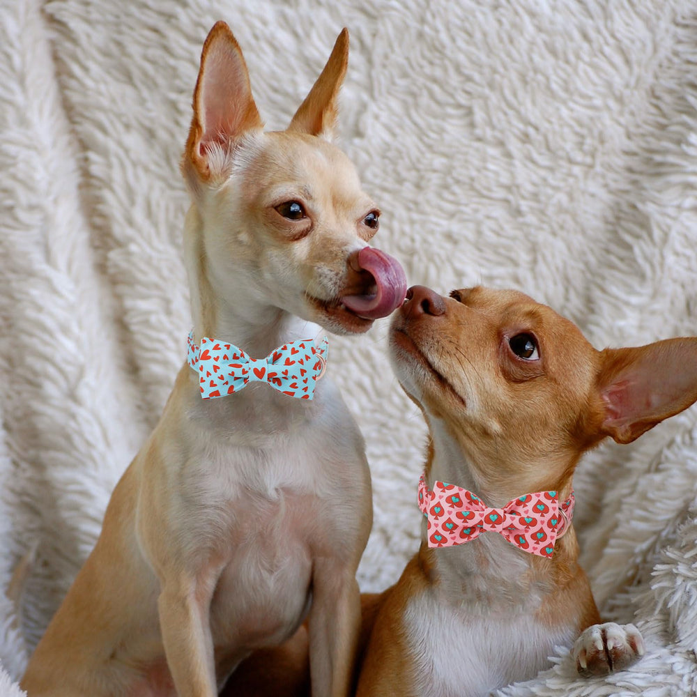 Anilla D cromada reforzada en collar Babole Pet