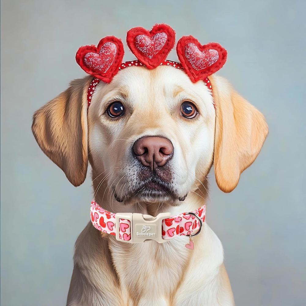 Anilla metálica en forma de D del collar Babole Pet Valentines para paseos seguros.