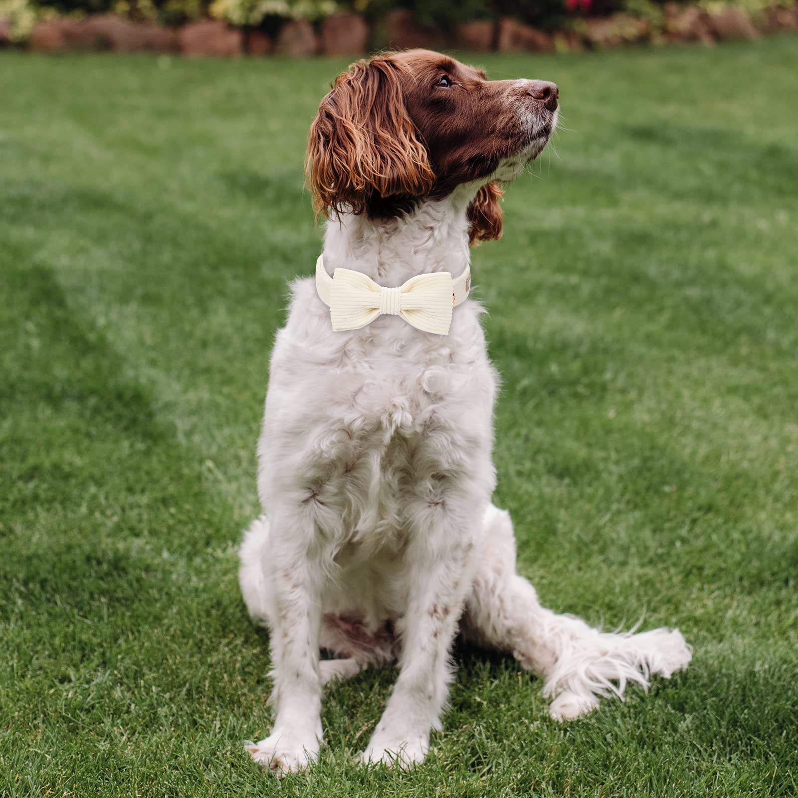 Collar Babole Pet ajustable de 10-16 pulgadas para perros pequeños a medianos