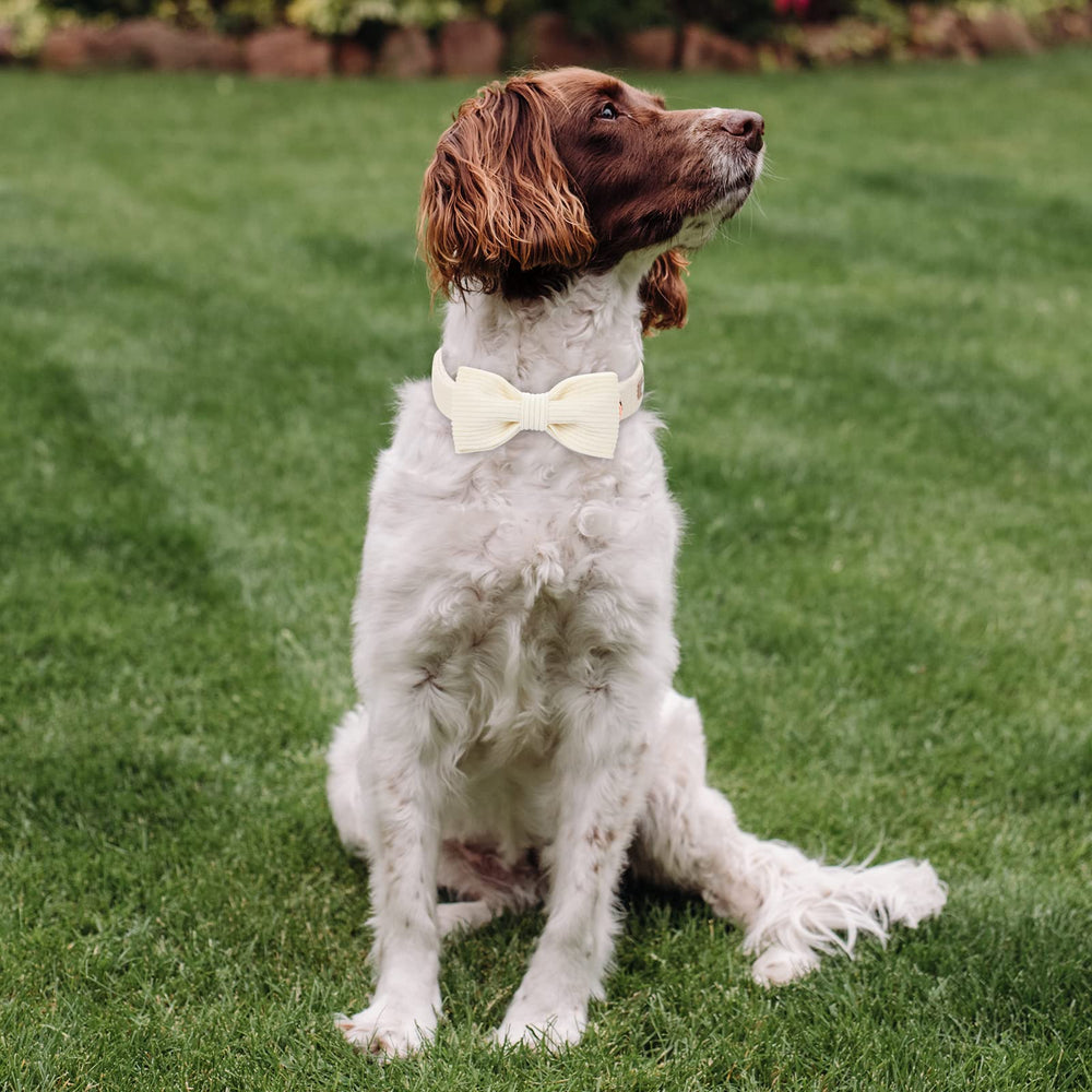 Collar Babole Pet ajustable de 10-16 pulgadas para perros pequeños a medianos