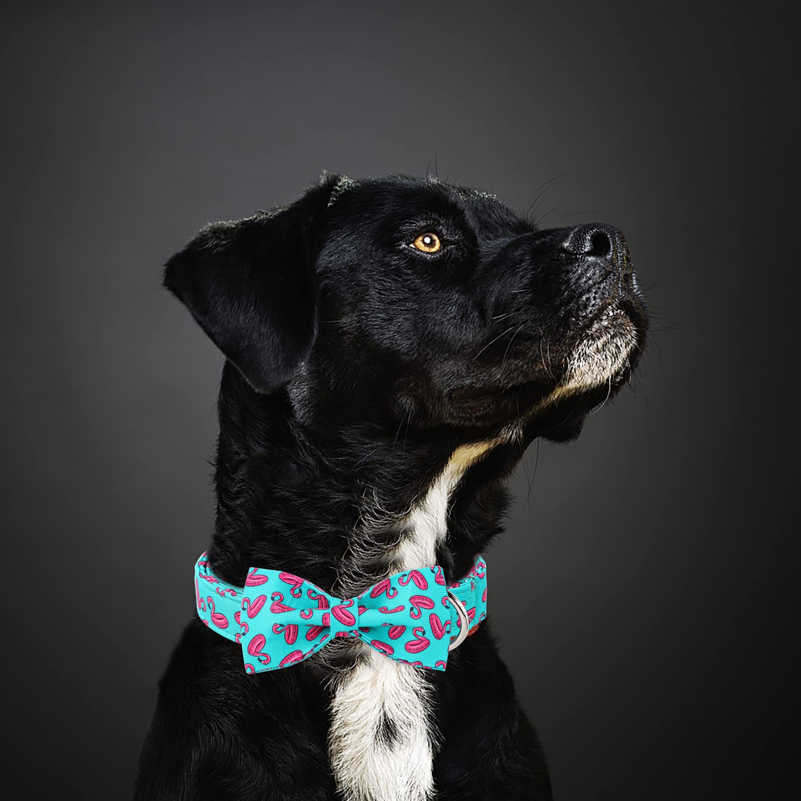 Collar Babole Pet con ajuste de 8 a 12 pulgadas para tamaños XS a L.