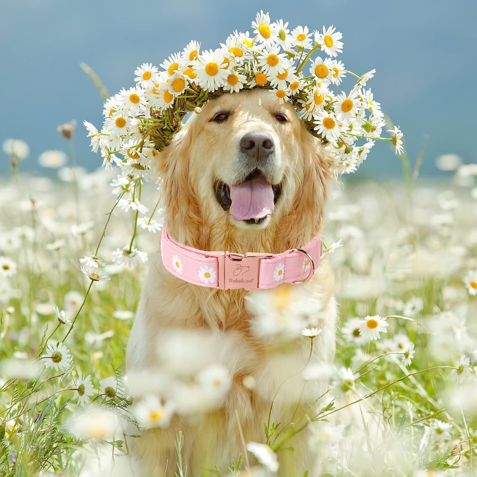 Collar Babole Pet, ajuste de talla XS para razas muy pequeñas