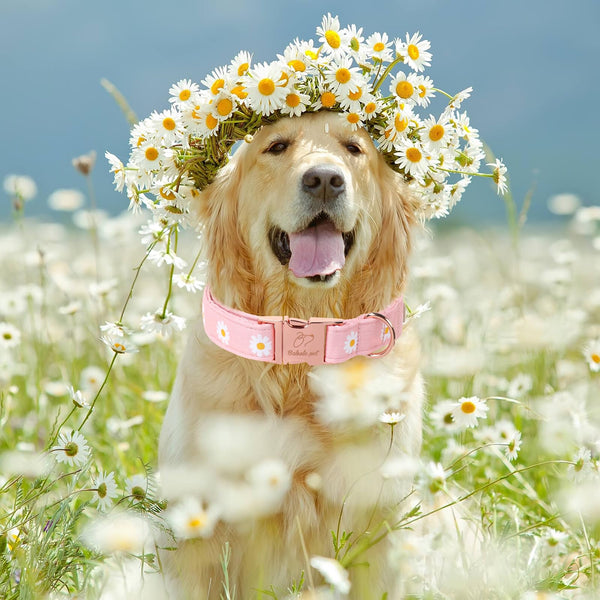 Collar Babole Pet, ajuste de talla XS para razas muy pequeñas