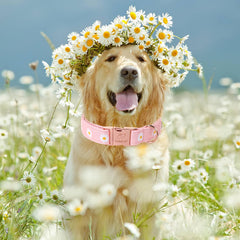 Collar Babole Pet, ajuste de talla XS para razas muy pequeñas