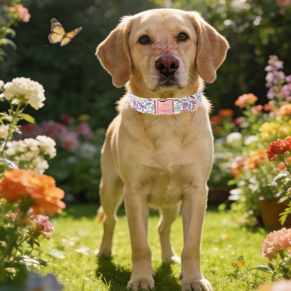 Collar Babole Pet de algodon ligero, transpirable para el verano