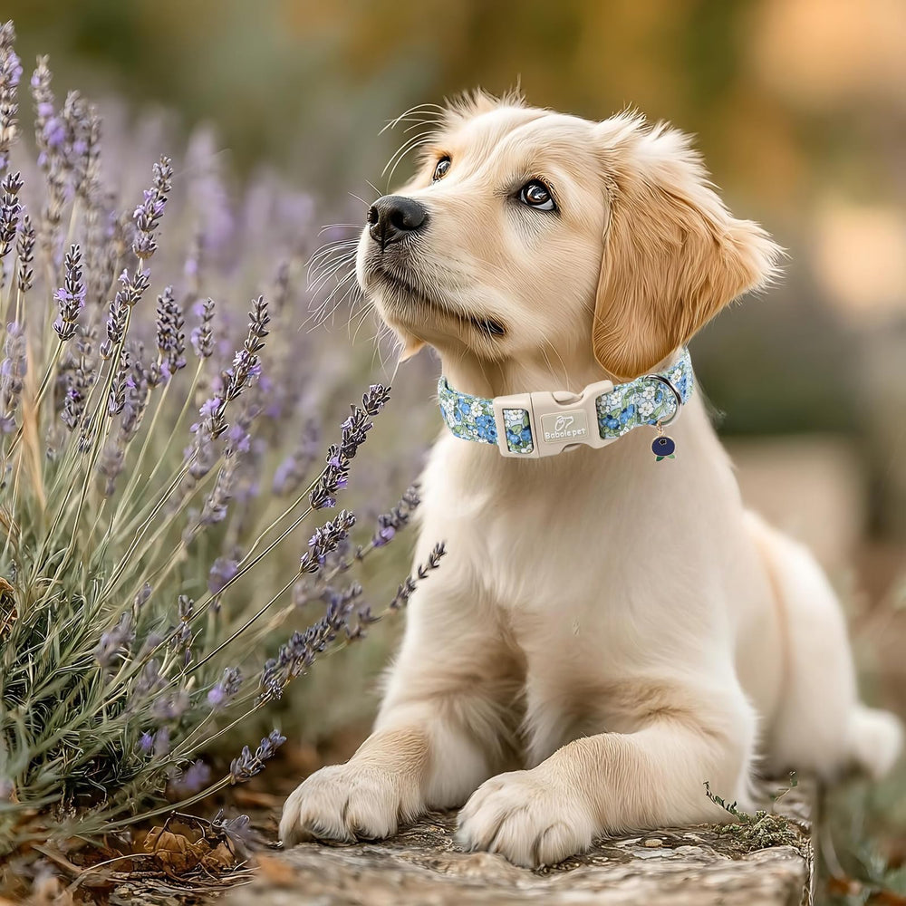 Babole Pet anilla de enganche metálica para paseos seguros