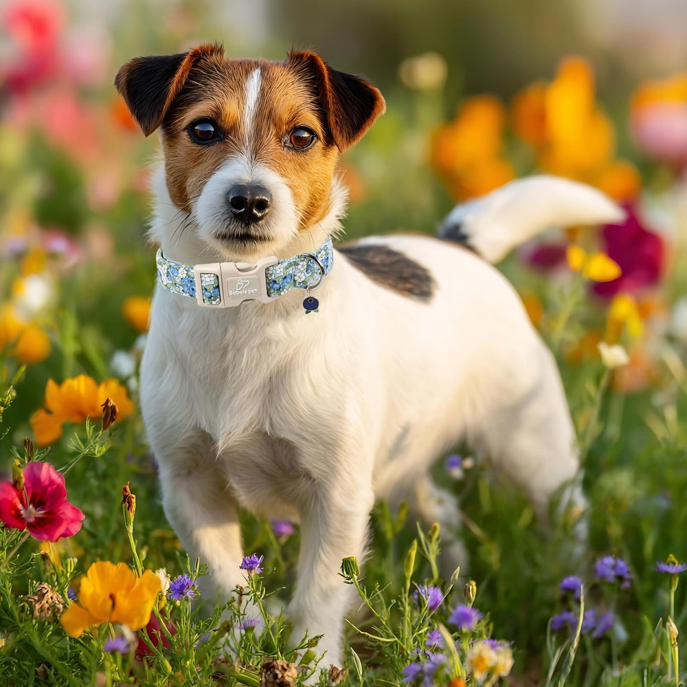 Babole Pet collar con patrón arándano floral para estilos veraniegos