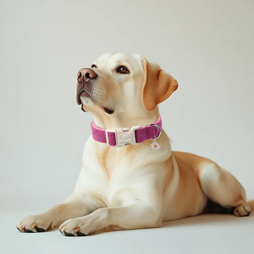 Babole Pet collar corduroy con charm patita, estilo seguro para paseos