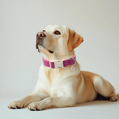 Babole Pet collar corduroy con charm patita, estilo seguro para paseos